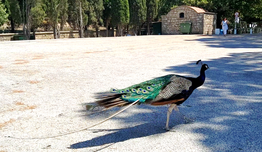 Travelerka | Kolos sa Rodosa